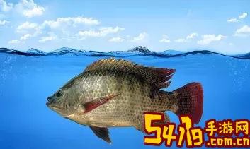 钓鱼大咖红罗非怎么钓