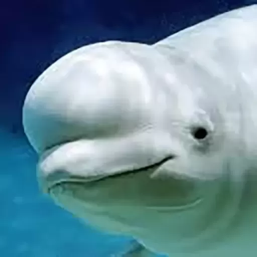 海洋大捕杀游戏手机版