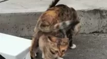 肉先生是哪个国家的