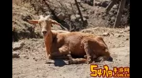 ro手游 格卡莱斯