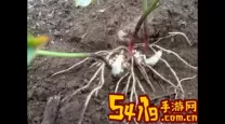 滇重楼和华重楼的图片