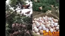 ff14母肥捏脸数据