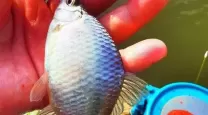 碧之轨迹银伞鱼怎么钓
