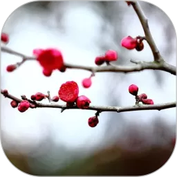 梅花易数笔记app最新版